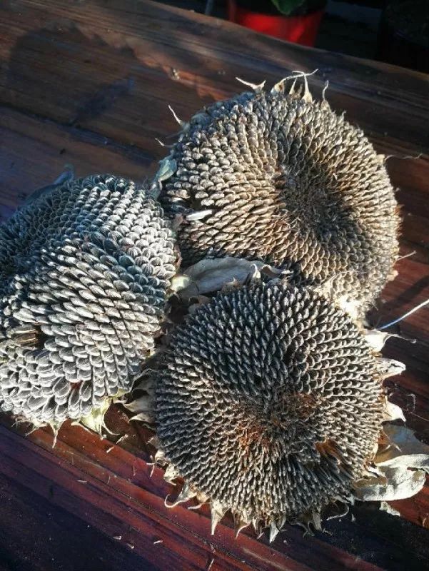 不惑之年，他自己动手建了一座楼顶花园，养花种菜喂鱼……-163