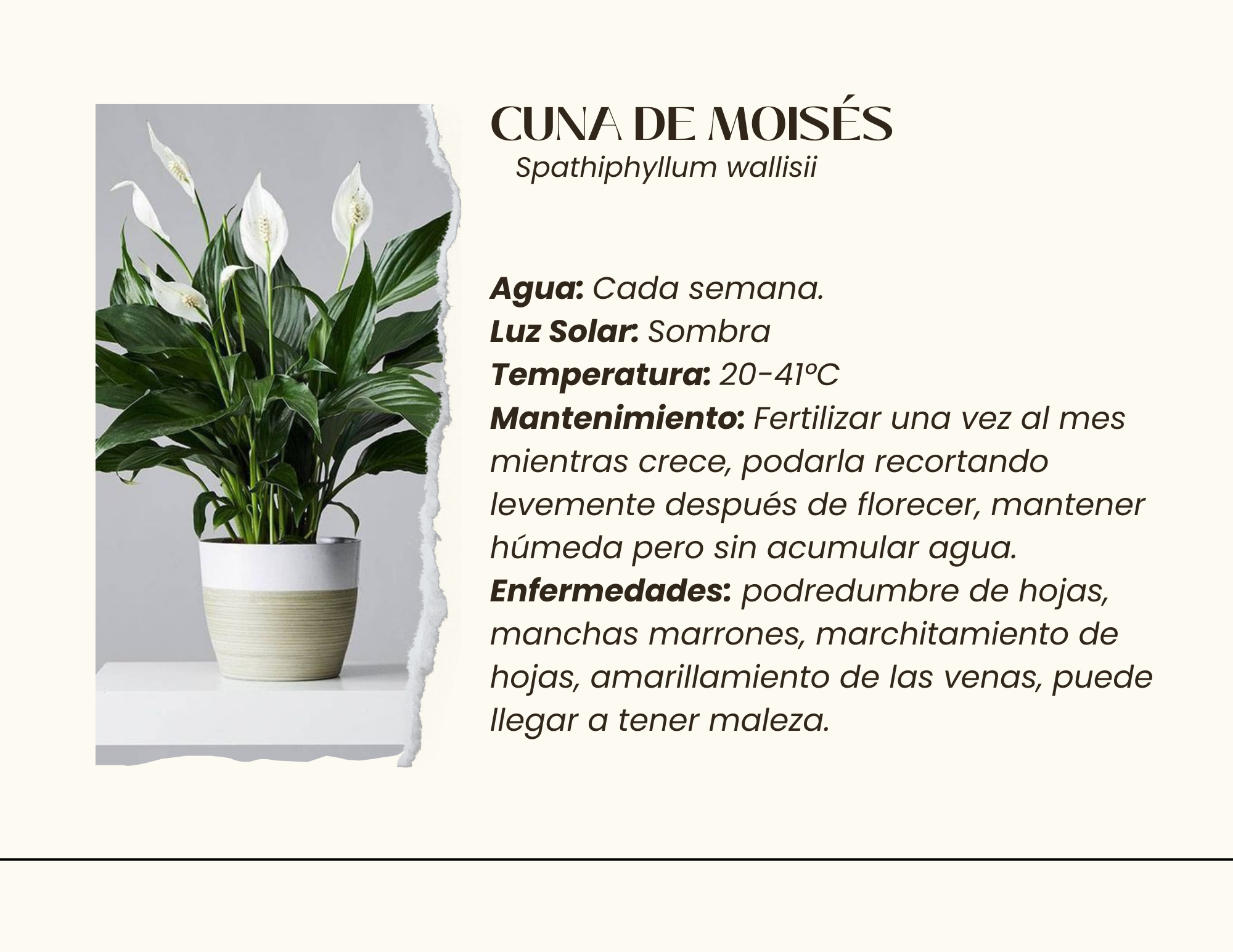 Serenidad en el Caos - Proyecto Paisajístico Interior-8