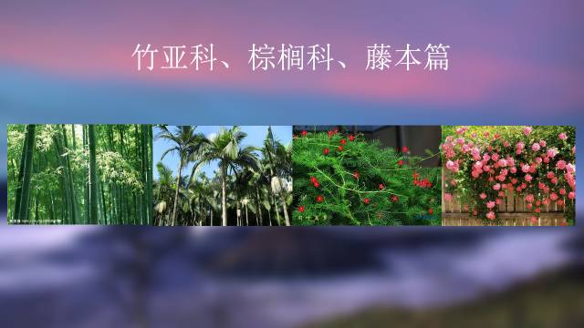 秋凌景观陪伴你学习的第3128天-85