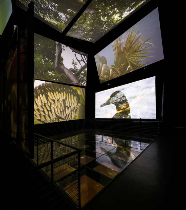 Biomuseo  生物多样性博物馆丨弗兰克·盖里（Frank Gehry）-79