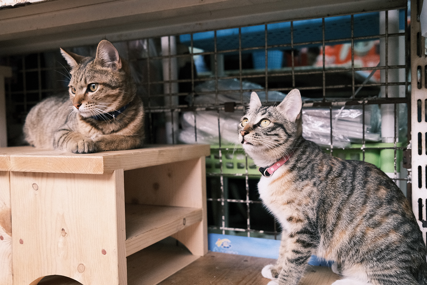 228 連假 - 南投-2