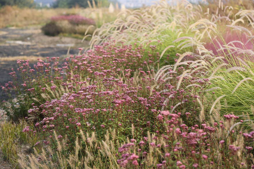 多岛海野草公园丨中国日照丨孔祥伟工作室-84