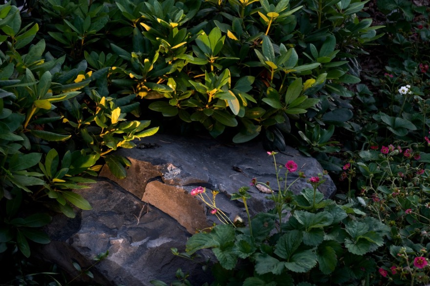 茉莉藓丨俄罗斯丨«ХВОЯ ландшафтное строительство»-18