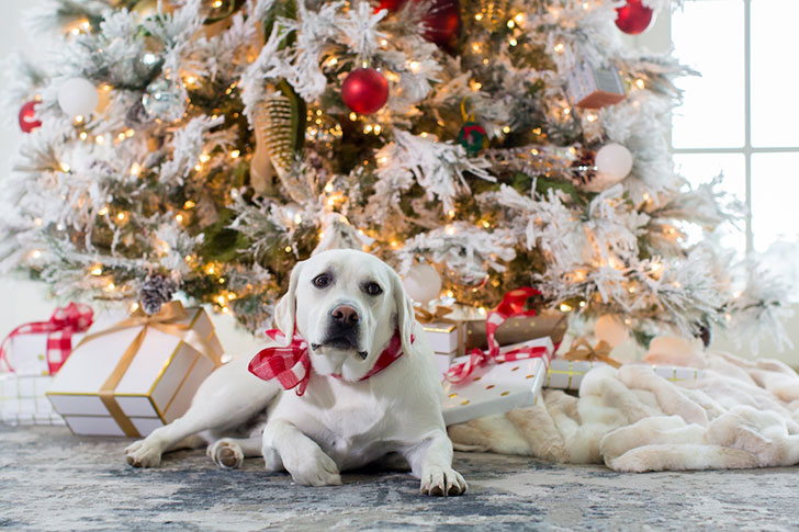 美国圣诞家居魔法装饰-23