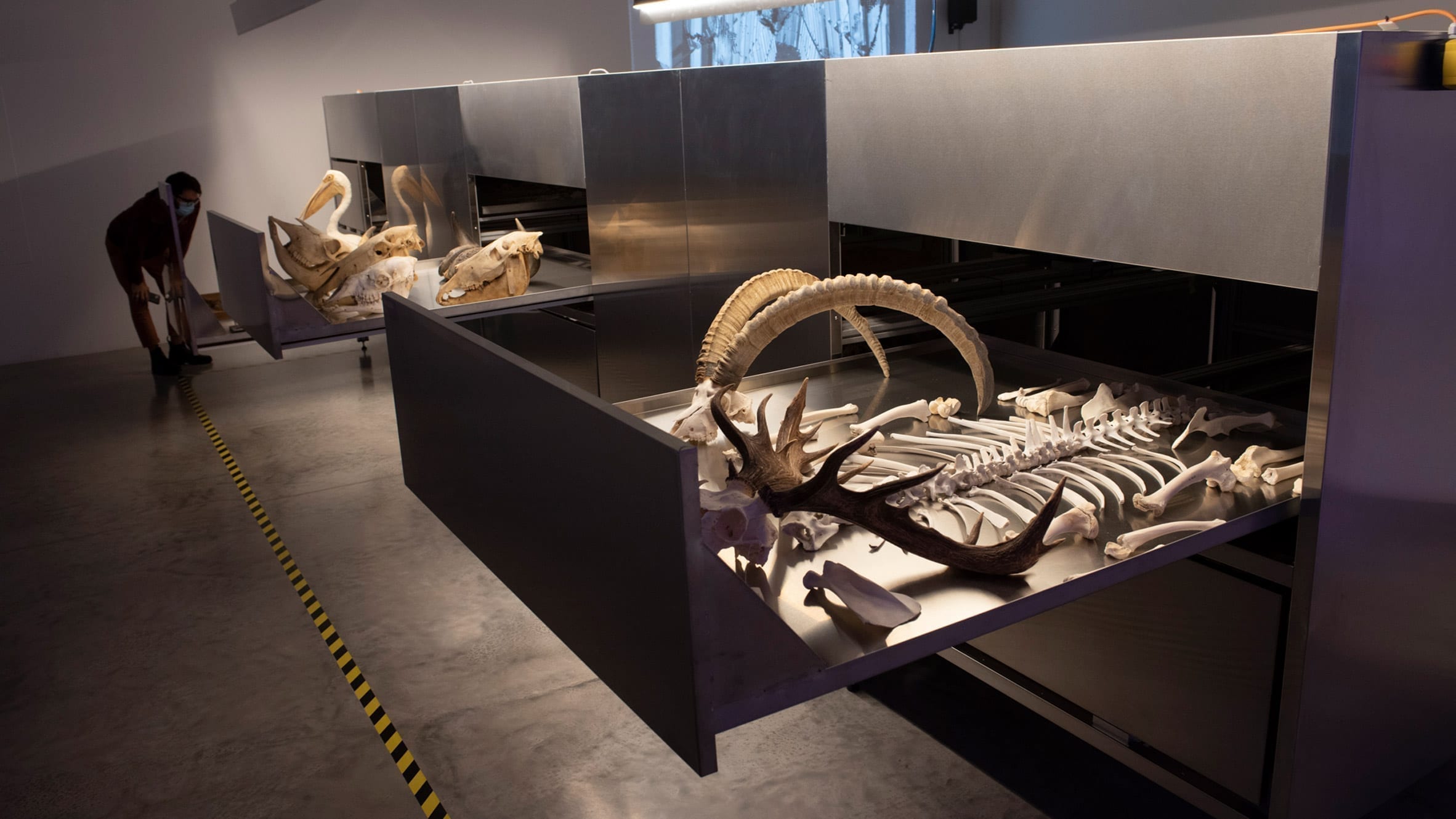 以色列在威尼斯建筑双年展上展示人类骨骼和动物标本-0