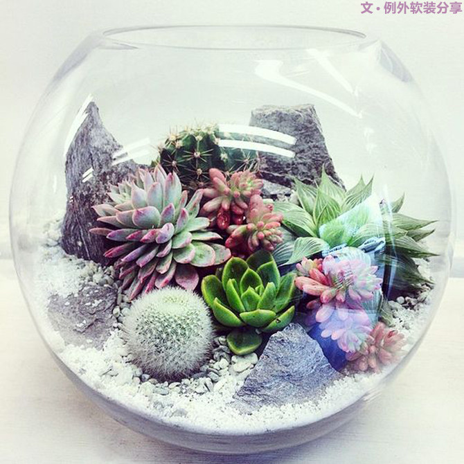 多肉植物的室内设计魅力-11
