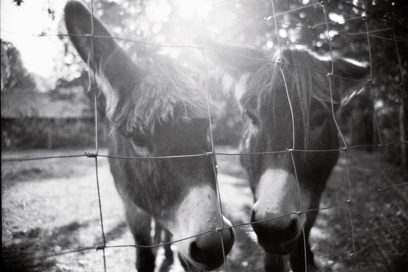 film photography | b/w walk-4