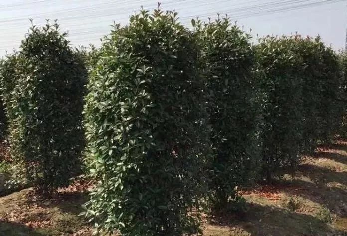 10 大最适合景观造型的树种解析-17