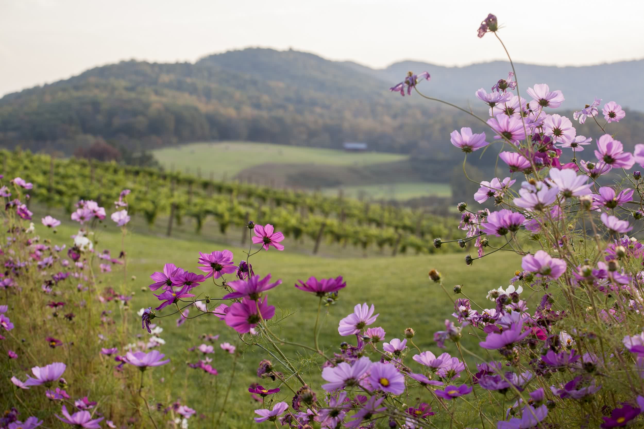 pippin山酒厂庭院景观 by siteworks studio-7