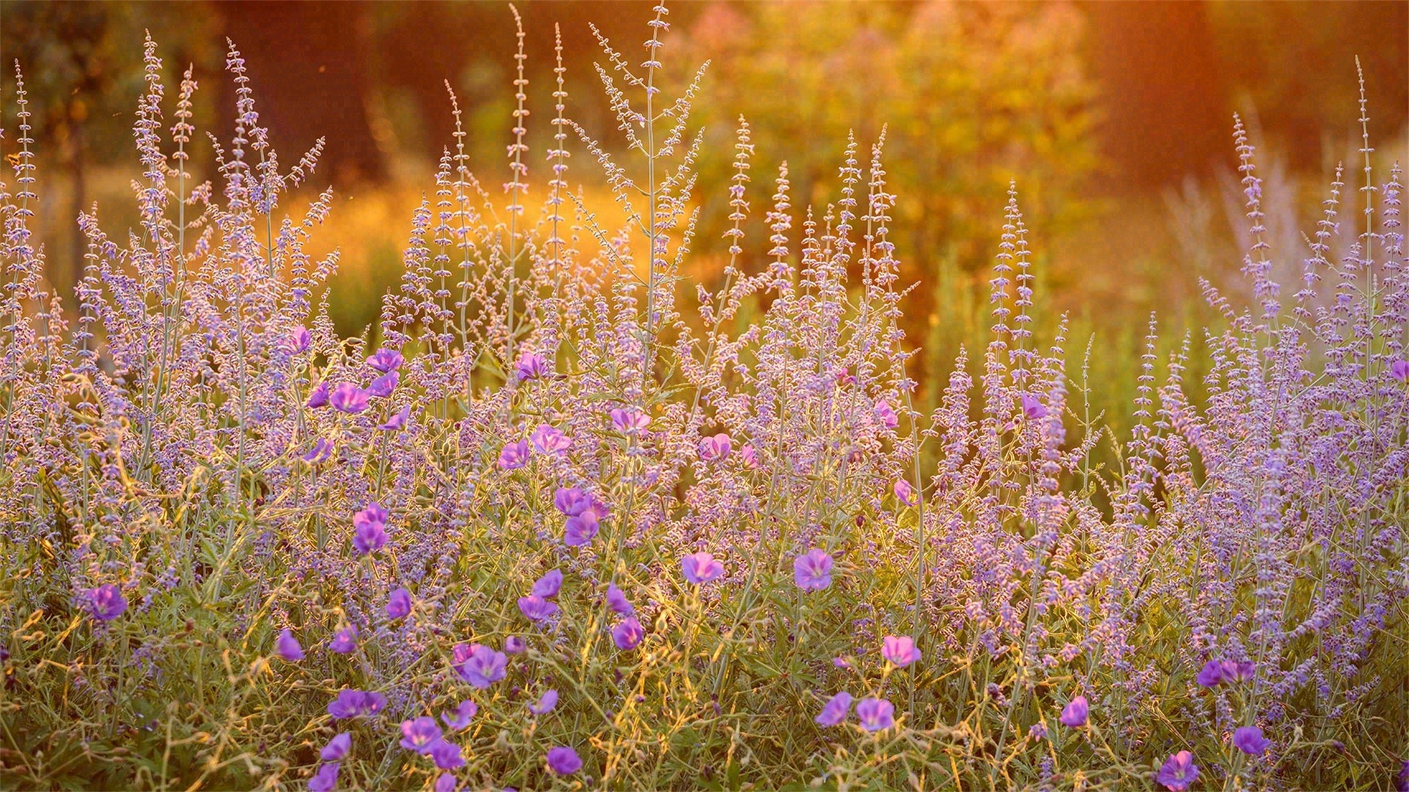 泪珠公园丨美国曼哈顿-99