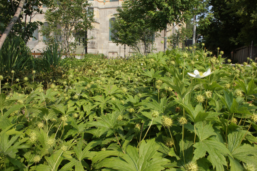 蒙特利尔叶脉广场,加拿大 / NIPPaysage-23