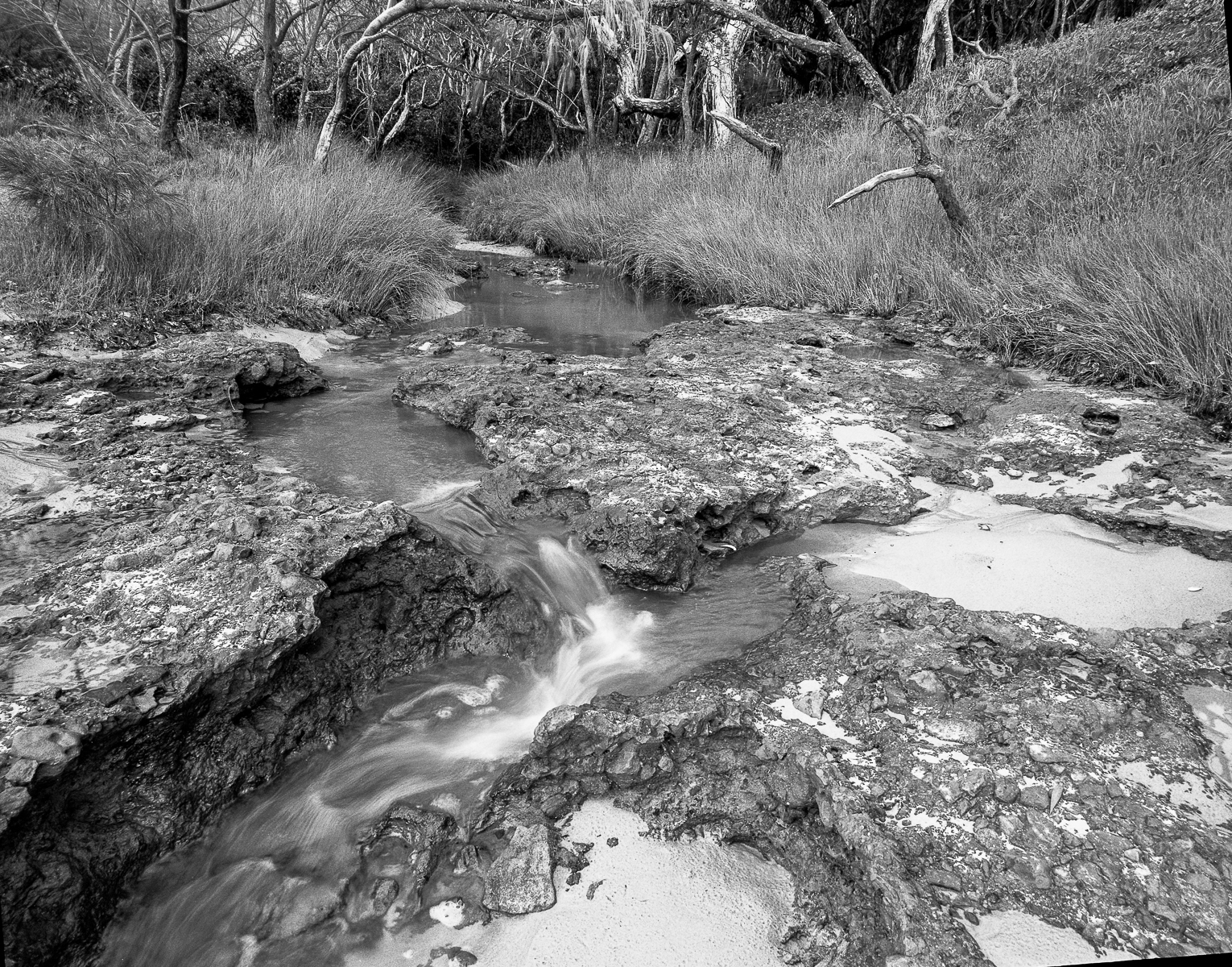 A Wet Weather Walk - Biripi Country - Fomapan 100-3