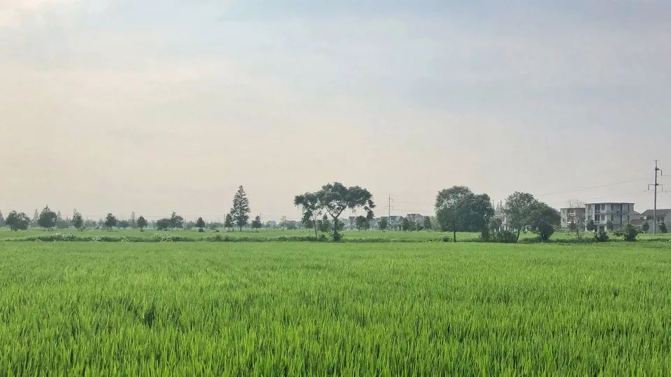 崇明稻米文化中心二期 | 粮仓变身的米文化体验空间-12