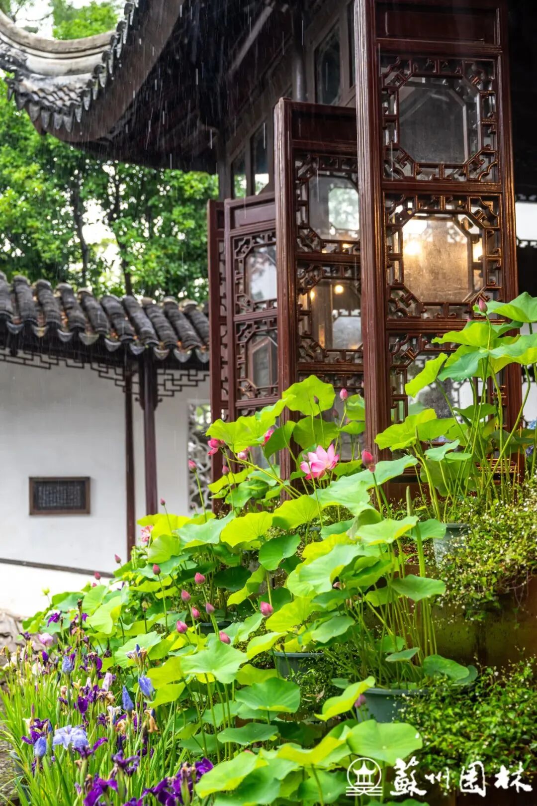 轻舟端阳！狮子林冷色系主题花境上新！-39