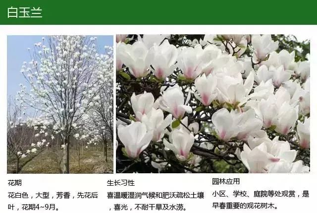 全方位植物设计课程，实战训练，案例示范，作业一对一指导-9