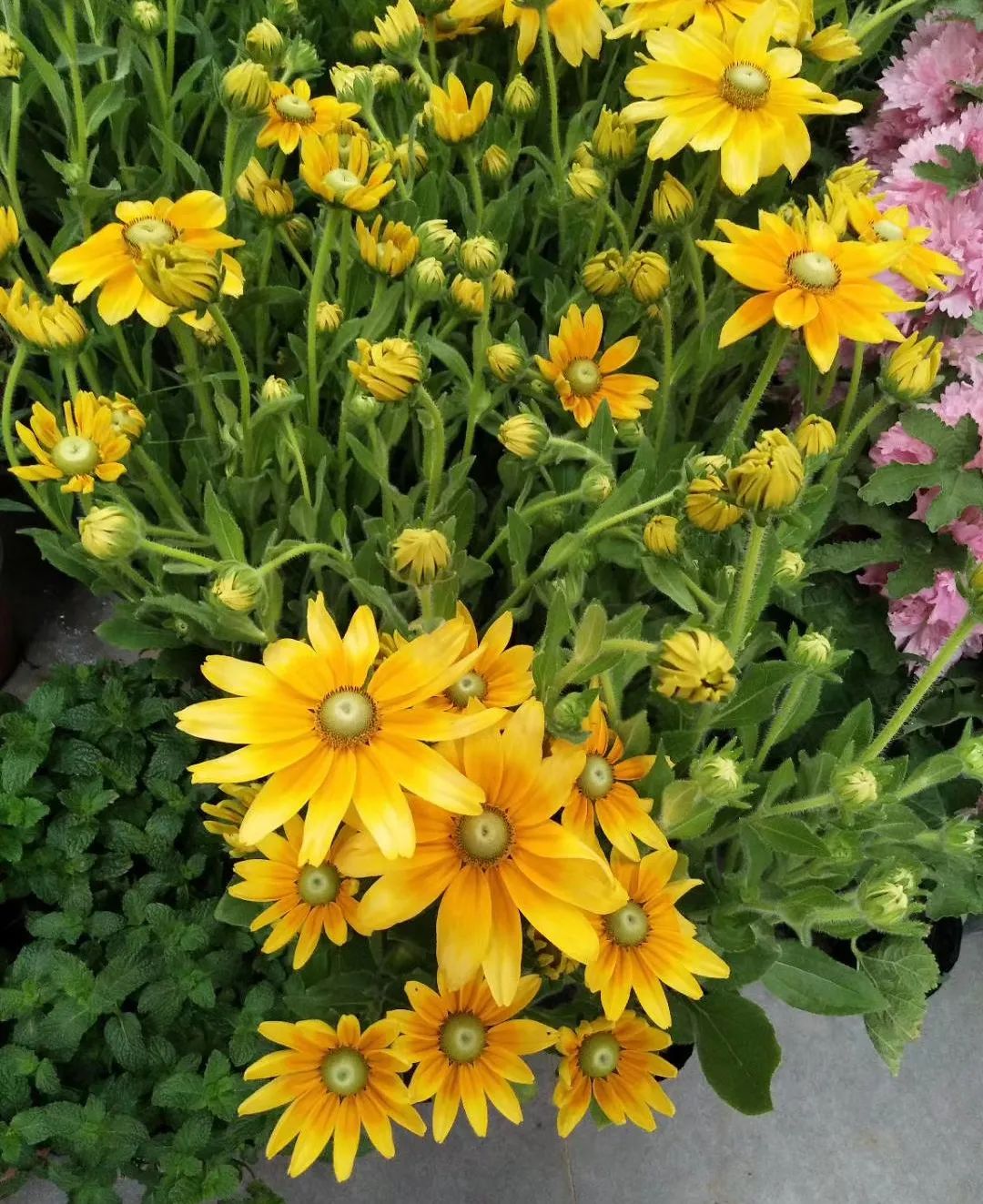 夏日花园养护攻略，打造梦想花园-42