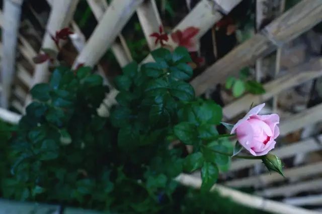 两个小女生，造了一间全镇上最文艺的花房，从此与花草为伴-164