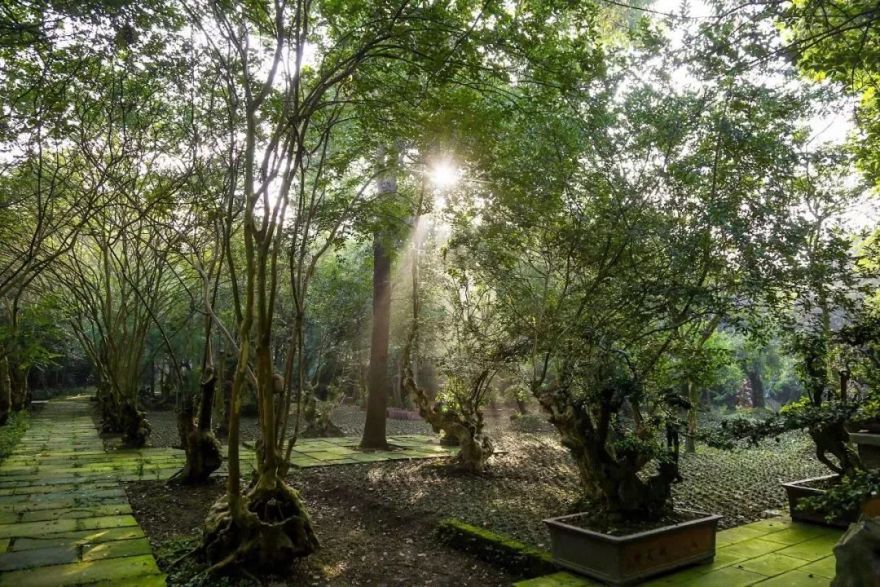 废弃庄园变鹭鸟天堂 | 400㎡中式宅院与 30 亩森林的共生设计-16