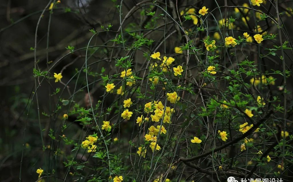 园林文化——寓意解析 | 四君子、花王与雪中四友-164