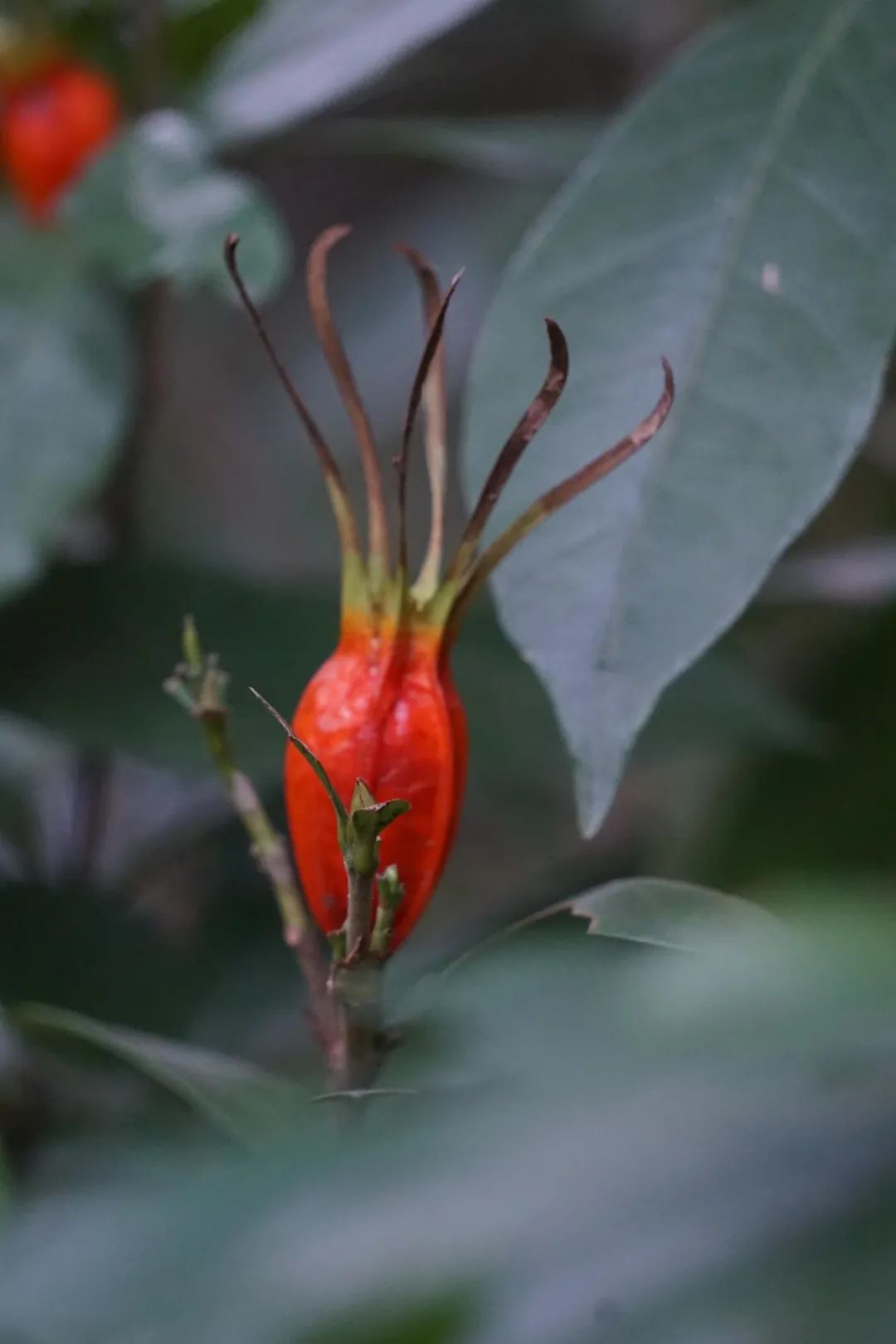 禅意花园里植物的那些事-104