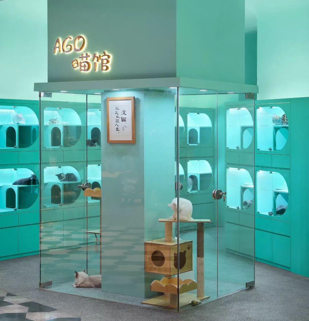 未耒 | 蓝绿矩阵 猫咪丛林-10