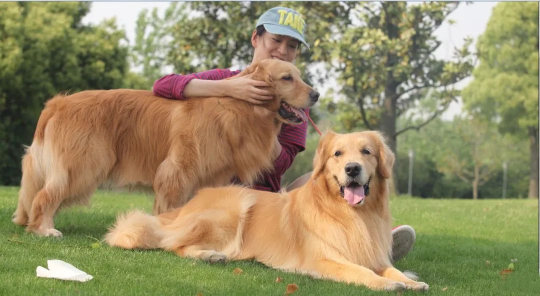 庭院宠物之家 | 打造宠物宜居的户外空间-15