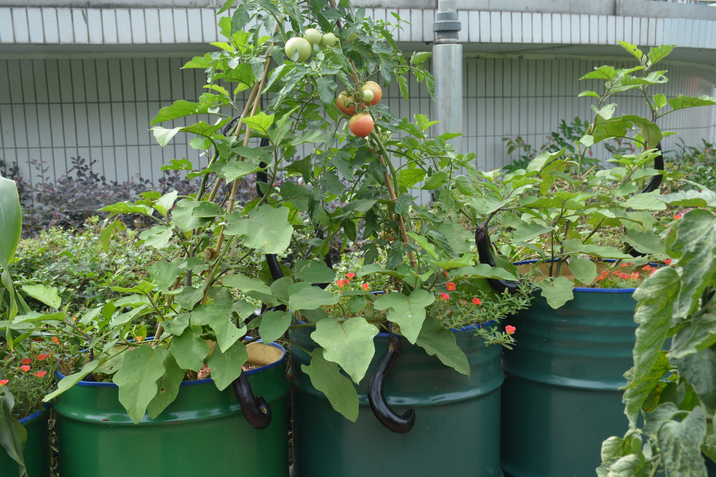 武汉脉动生态花园：一座由工厂废弃物建成的花园丨中国武汉丨盖娅朴门设计-8