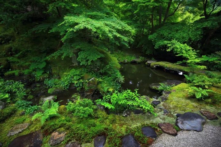 庭院满青苔，极美！-75