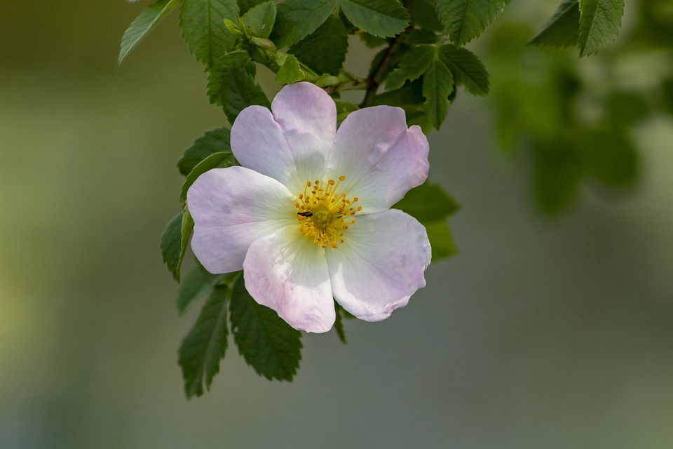 摩纳哥格蕾丝公主玫瑰花园丨雷尼尔三世亲王-21