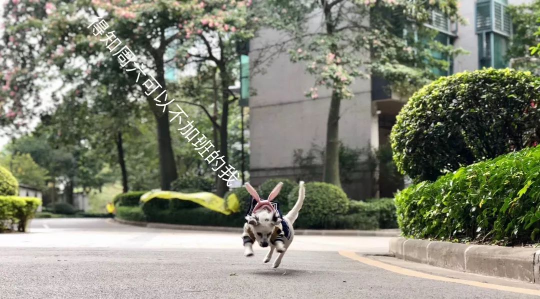 温暖 ENJOY | 从流浪狗到办公室宠儿的感人故事-52