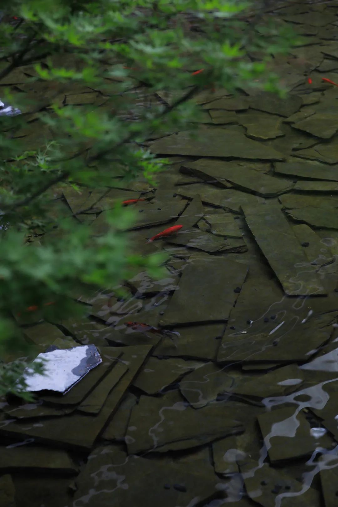 成都东安湖木棉花酒店丨中国成都丨Lab D+H,CELEC成都绿茵景园-67