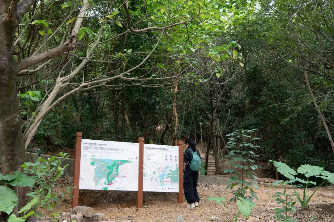 未名新作|山野有乾坤都市藏鲲鹏-深圳山海连城计划罗湖区东湖公园郊野径-莲塘口岸线-16