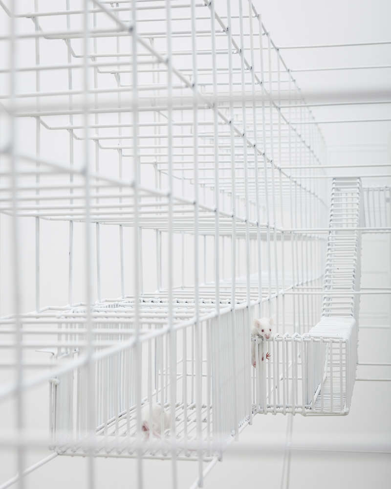 假释；有条件释放；言语（在语言学中指个人的实际言语行为）丨Daniel Zamarbide与Leopold Banchini-18