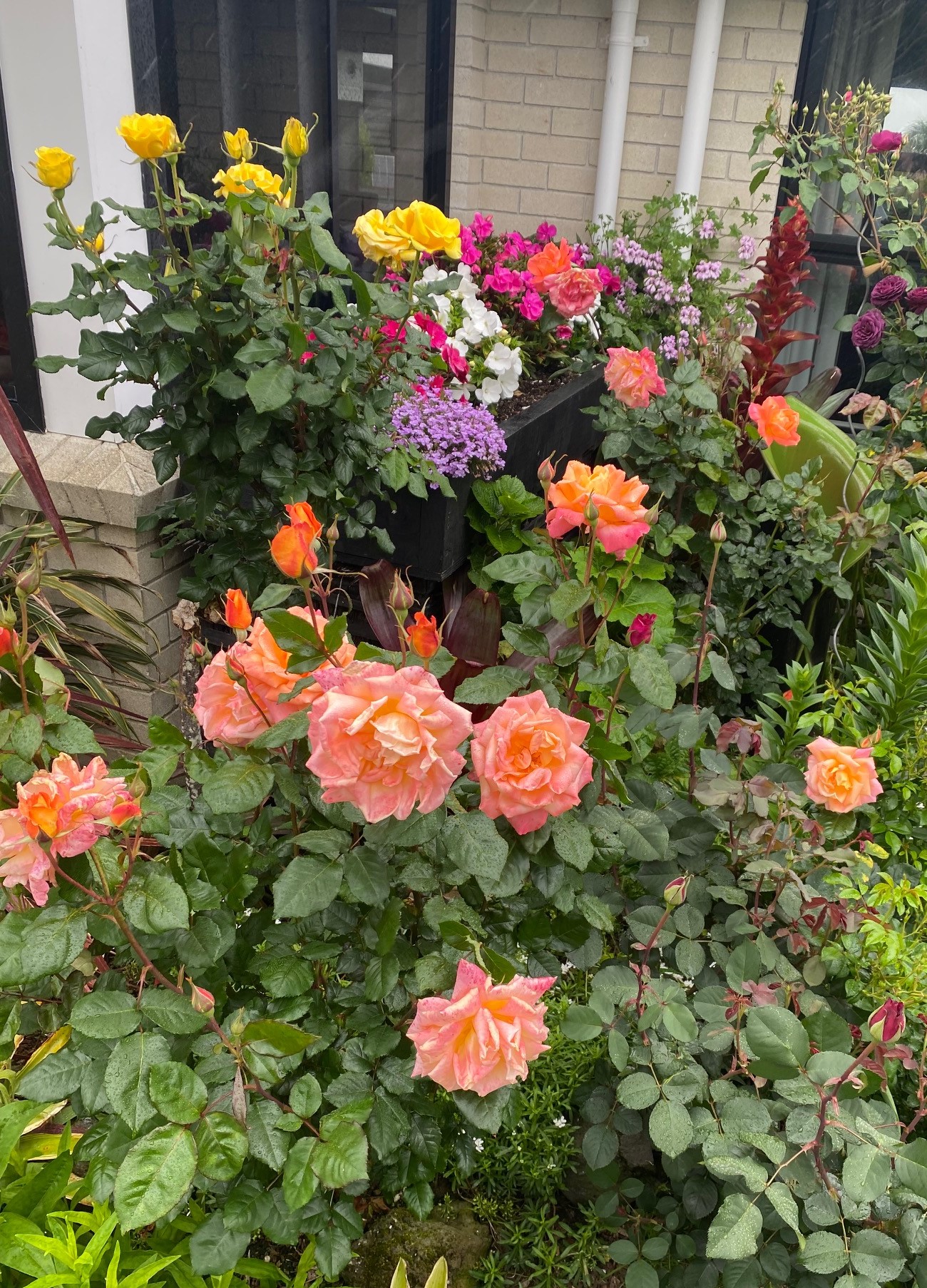 TwoConnect私人花园丨New ZealandAuckland丨Mary和Mark Jones-3