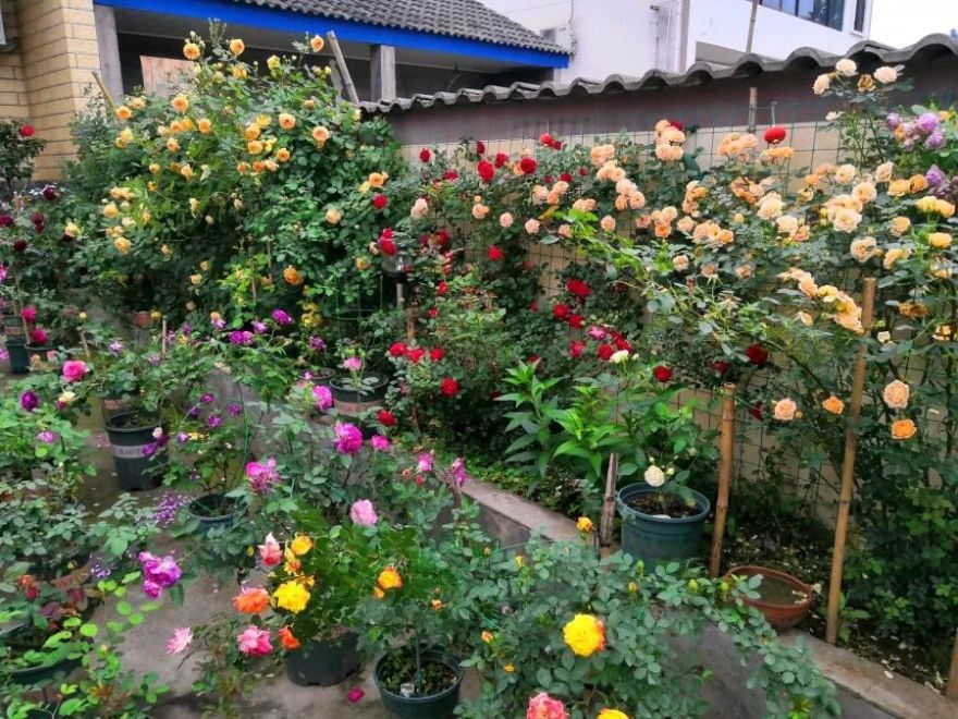 大叔也爱养花,3天造出个小花园,一分钱没花!-4