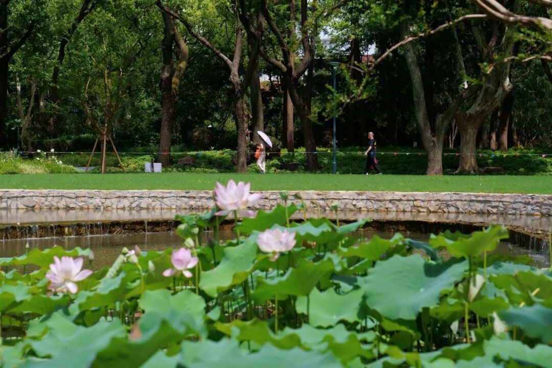 中国园林·理事专栏|“拓”之力量:杨浦公园改造纪实(三)-136