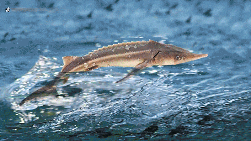 鲟龙湾文旅博物馆丨中国湖北丨上海天华建筑设计有限公司-45