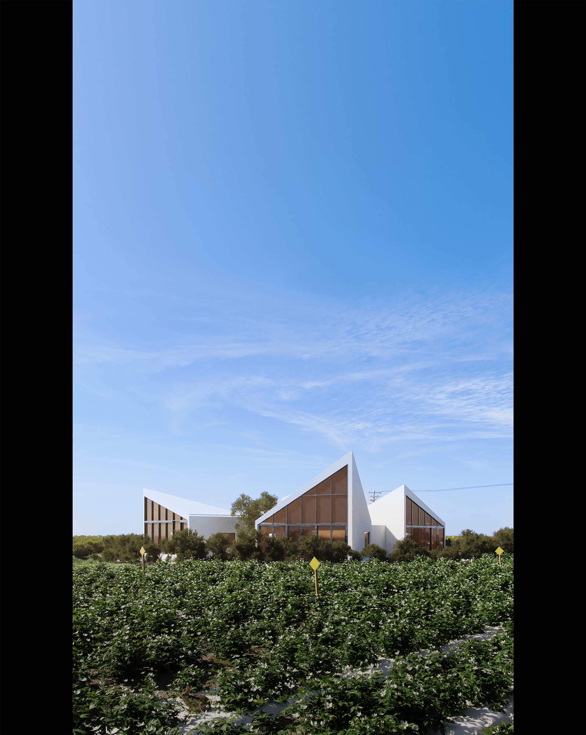 DRAFT SESSION #2 - LIBRARY IN CHRYSANTHEMUM FIELD-34