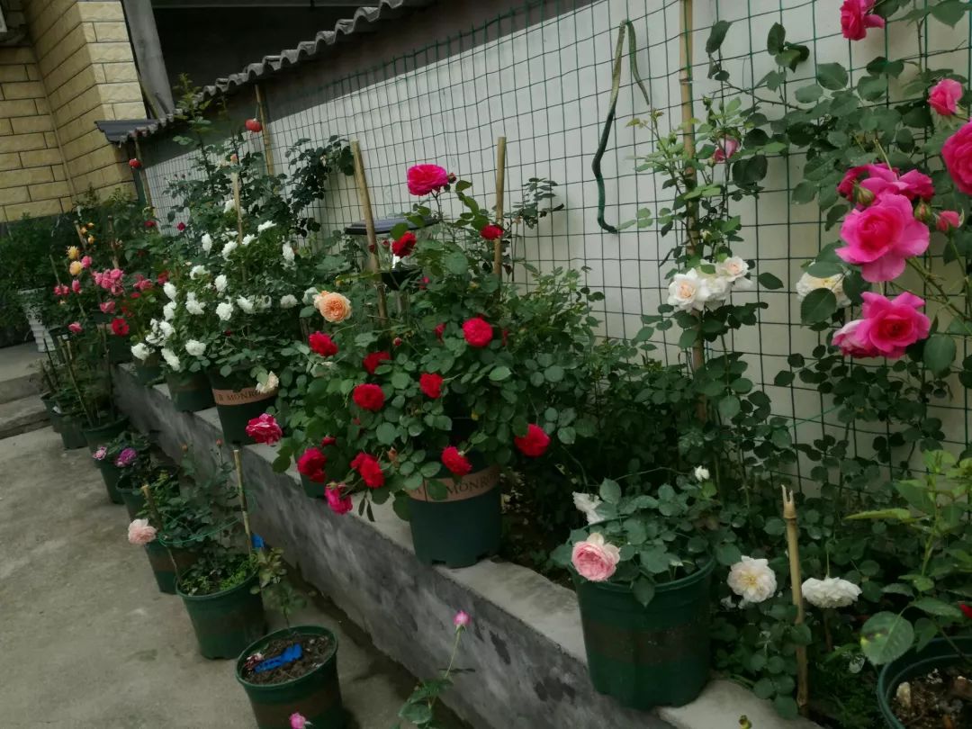 大叔也爱养花，3天造出个小花园，一分钱没花！-31