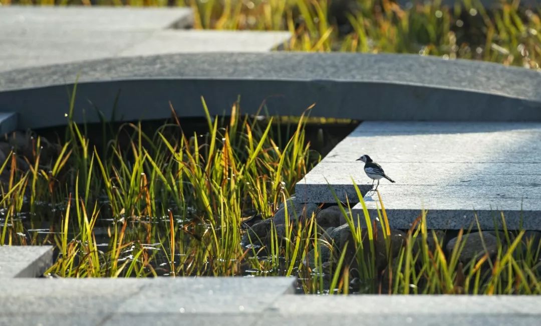 江西婺源水墨上河景观丨中国江西-14