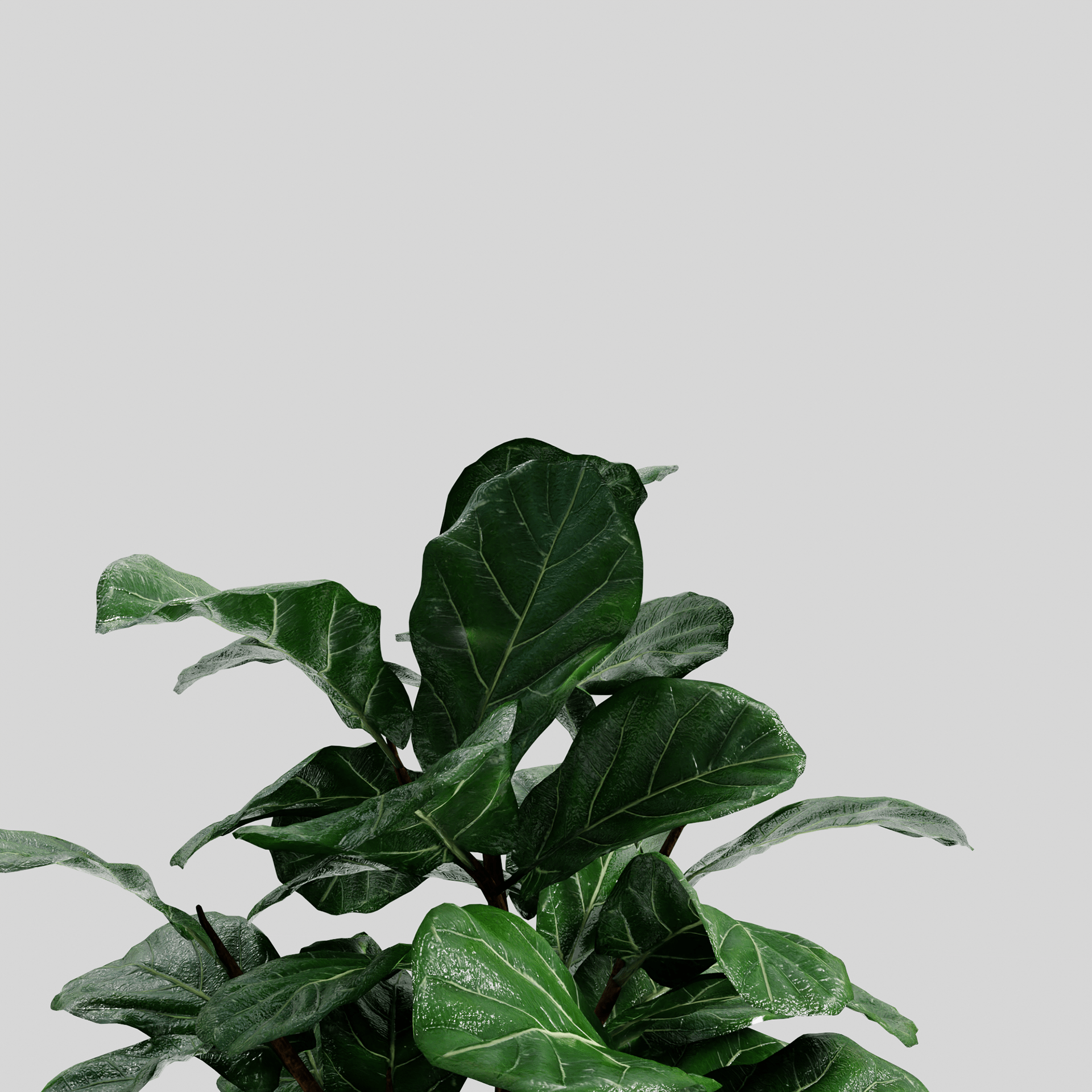 Ficus lyrata-5