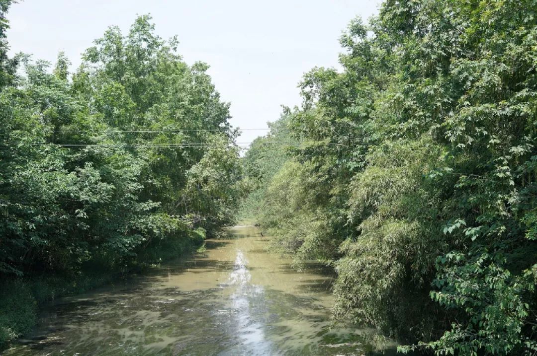 天府林盘·竹韵原乡 | 安仁林盘庄园-37