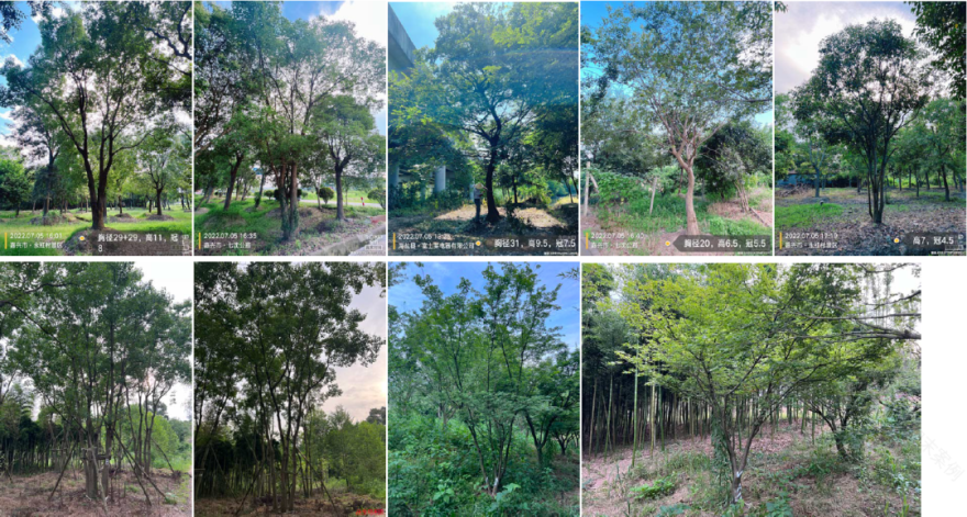 温岭雲起玖珑项目-33