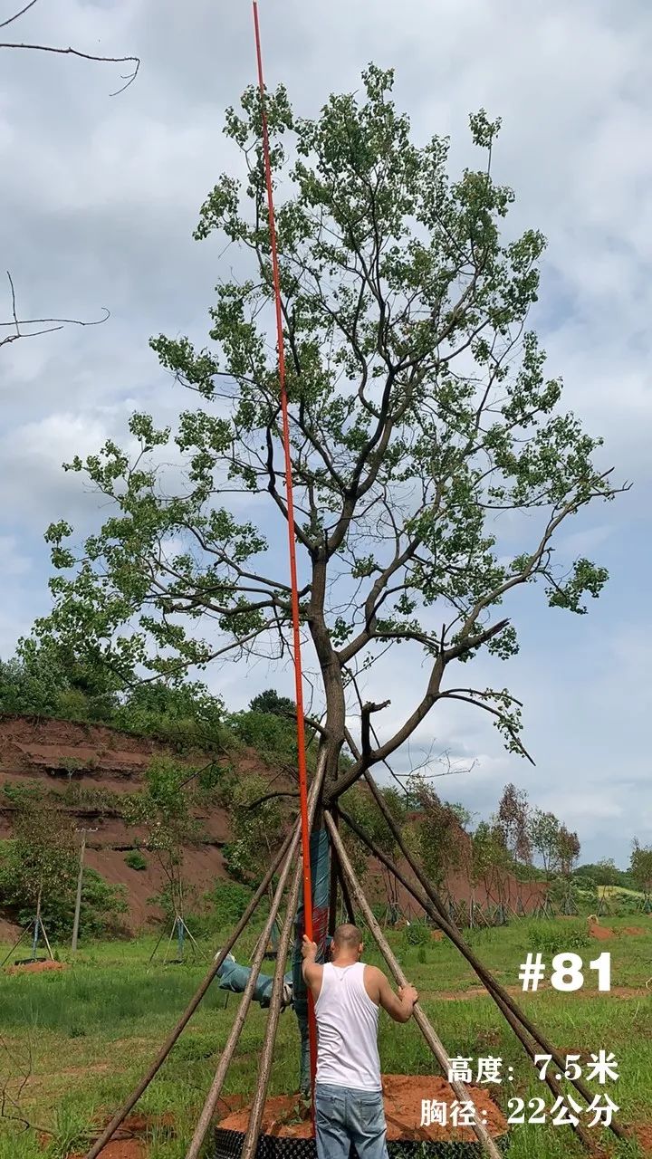 湖南衡阳 148 棵精品乌桕景观设计丨中国衡阳丨看见景观-97