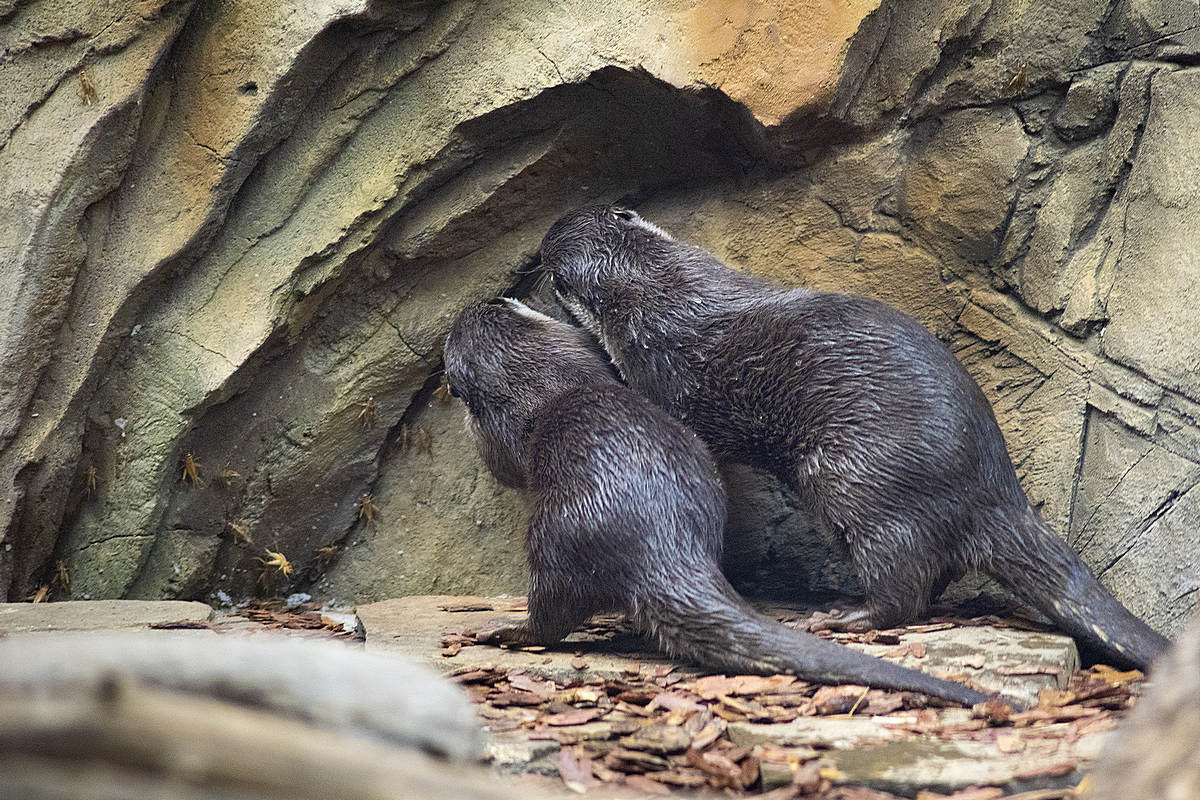 莫斯科水族馆水獭和海豹围栏及展区更新丨俄罗斯莫斯科-31