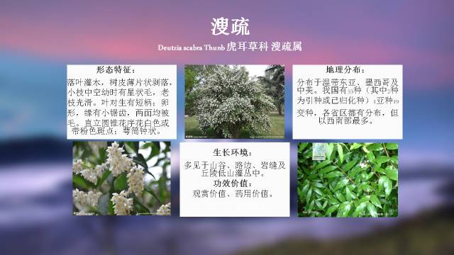 秋凌景观陪伴你学习的第3128天-38