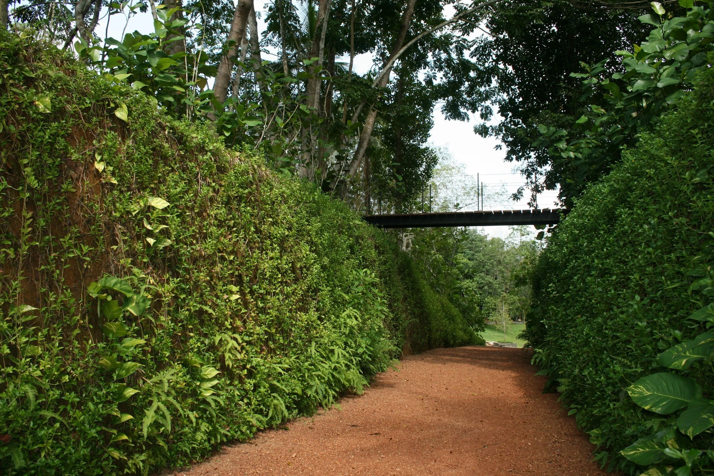 斯里兰卡“荆棘”庄园-37