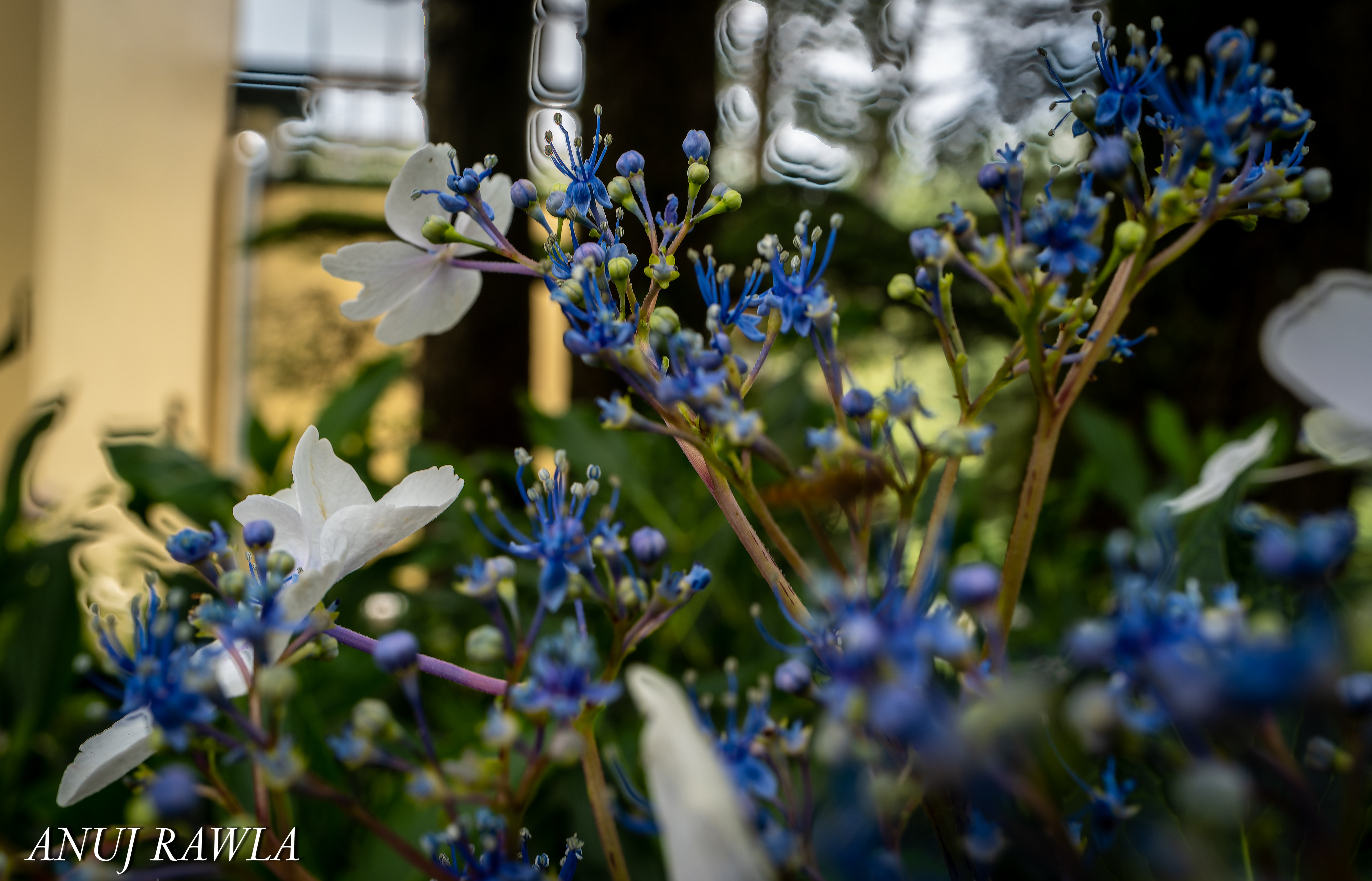 Wildflower Hall - August 2021-81