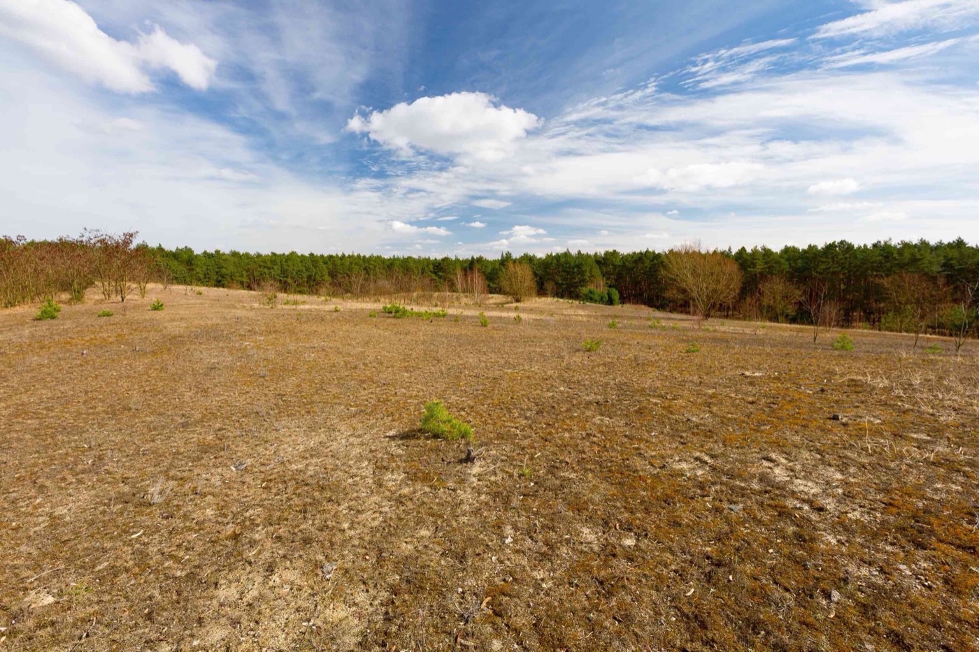 柏林森林中的人工沙丘丨德国柏林丨Gruppe F-9