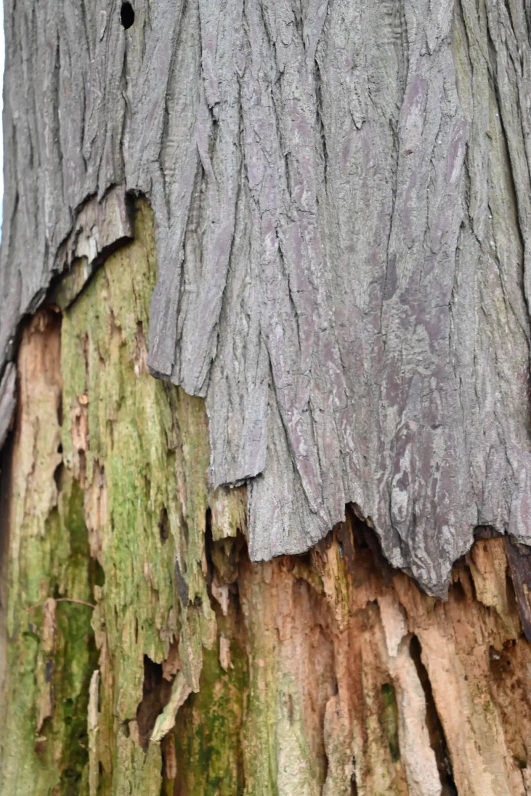 陈海峰  影像纪实 / 东湖之上-3